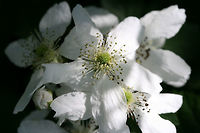 Allegheny Blackberry (Rubus allegheniensis) Growing in a backyard habitat in NW Georgia (Gordon County), US.<br />
<br />
Rubus allegheniensis is a species of bramble that is commonplace in Georgia and throughout the eastern US. It can often be found growing in large patches on roadsides, in meadows, and along streams. Its fruits are edible and quite delicious!<br />
<br />
https://www.jungledragon.com/image/59858/american_blackberry_rubus_allegheniensis.html Geotagged,Rubus allegheniensis,Spring,United States