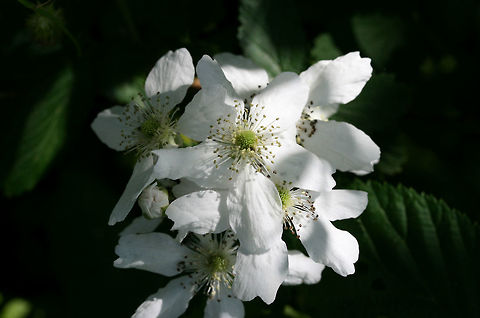 Allagheny Blackberry (Rubus allegheniensis) Growing in a backyard habitat in NW Georgia (Gordon County), US.

Rubus allegheniensis is a species of bramble that is commonplace in Georgia and throughout the eastern US.. It can often be found growing in large patches on roadsides, in meadows, and along streams. Its fruits are edible and quite delicious!

https://www.jungledragon.com/image/59857/american_blackberry_rubus_allegheniensis.html Geotagged,Rubus allegheniensis,Spring,United States