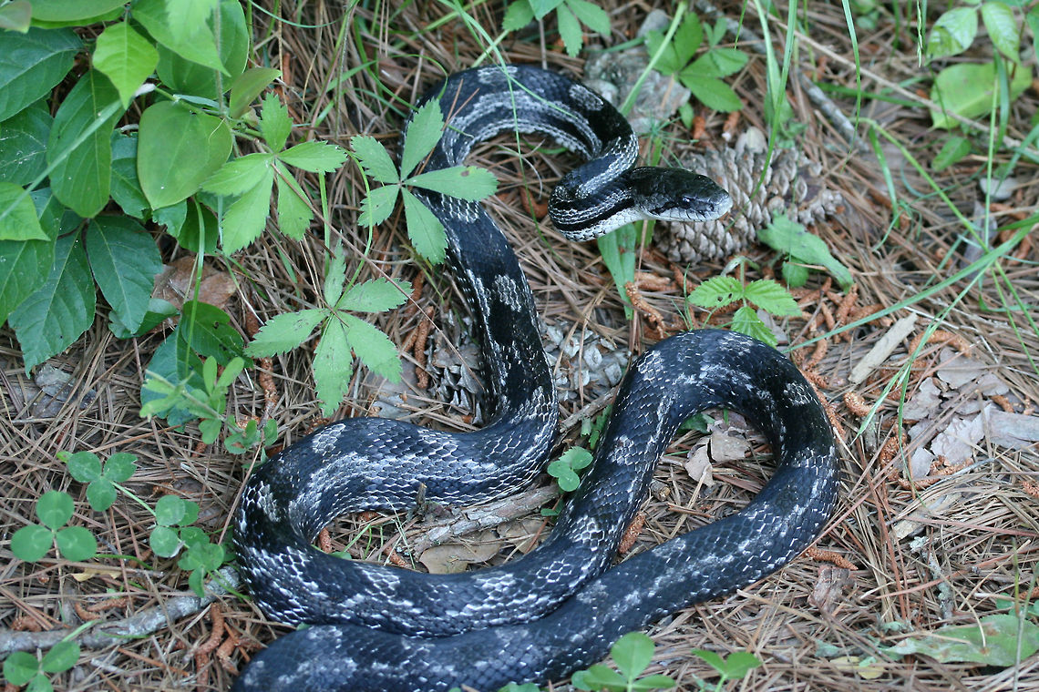 Gray Ratsnake (Pantherophis spiloides) Initially found &quot;playing dead&quot; on a dirt road. It didn&#039;t particularly like being moved from that location and got into striking position! Etowah County, AL, US. May 9, 2018.<br />
<figure class="photo"><a href="https://www.jungledragon.com/image/59977/gray_ratsnake_pantherophis_spiloides.html" title="Gray Ratsnake (Pantherophis spiloides)"><img src="https://s3.amazonaws.com/media.jungledragon.com/images/3231/59977_thumb.JPG?AWSAccessKeyId=05GMT0V3GWVNE7GGM1R2&Expires=1763596810&Signature=rlQDz2KbquDEeG3pNKoBvWu%2FRu4%3D" width="200" height="134" alt="Gray Ratsnake (Pantherophis spiloides) Initially found &quot;playing dead&quot; on a dirt road. It didn&#039;t particularly like being moved from that location and got into striking position! Etowah County, AL, US. May 9, 2018.<br />
<br />
https://www.jungledragon.com/image/59975/gray_ratsnake_pantherophis_spiloides.html<br />
https://www.jungledragon.com/image/59976/gray_ratsnake_pantherophis_spiloides.html Geotagged,Gray ratsnake,Pantherophis spiloides,Spring,United States" /></a></figure><br />
<figure class="photo"><a href="https://www.jungledragon.com/image/59976/gray_ratsnake_pantherophis_spiloides.html" title="Gray Ratsnake (Pantherophis spiloides)"><img src="https://s3.amazonaws.com/media.jungledragon.com/images/3231/59976_thumb.JPG?AWSAccessKeyId=05GMT0V3GWVNE7GGM1R2&Expires=1763596810&Signature=cXJEfDNDviJZBQ910inqIecejBs%3D" width="200" height="134" alt="Gray Ratsnake (Pantherophis spiloides) Initially found &quot;playing dead&quot; on a dirt road. It didn&#039;t particularly like being moved from that location and got into striking position! Etowah County, AL, US. May 9, 2018.<br />
<br />
https://www.jungledragon.com/image/59975/gray_ratsnake_pantherophis_spiloides.html<br />
https://www.jungledragon.com/image/59977/gray_ratsnake_pantherophis_spiloides.html Geotagged,Gray ratsnake,Pantherophis spiloides,Spring,United States" /></a></figure> Geotagged,Gray ratsnake,Pantherophis spiloides,Reptilia,Spring,United States,rat snake,reptile,snake