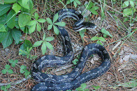 Gray Ratsnake (Pantherophis spiloides) Initially found "playing dead" on a dirt road. It didn't particularly like being moved from that location and got into striking position! Etowah County, AL, US. May 9, 2018.
https://www.jungledragon.com/image/59977/gray_ratsnake_pantherophis_spiloides.html
https://www.jungledragon.com/image/59976/gray_ratsnake_pantherophis_spiloides.html Geotagged,Gray ratsnake,Pantherophis spiloides,Reptilia,Spring,United States,rat snake,reptile,snake