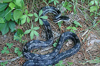 Gray Ratsnake (Pantherophis spiloides) Initially found "playing dead" on a dirt road. It didn't particularly like being moved from that location and got into striking position! Etowah County, AL, US. May 9, 2018.<br />
https://www.jungledragon.com/image/59977/gray_ratsnake_pantherophis_spiloides.html<br />
https://www.jungledragon.com/image/59976/gray_ratsnake_pantherophis_spiloides.html Geotagged,Gray ratsnake,Pantherophis spiloides,Reptilia,Spring,United States,rat snake,reptile,snake