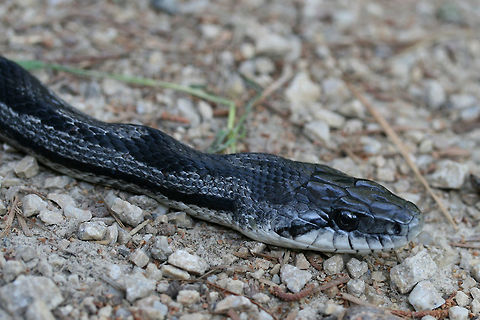 Gray Ratsnake (Pantherophis spiloides) Initially found "playing dead" on a dirt road. It didn't particularly like being moved from that location and got into striking position! Etowah County, AL, US. May 9, 2018.

https://www.jungledragon.com/image/59975/gray_ratsnake_pantherophis_spiloides.html
https://www.jungledragon.com/image/59977/gray_ratsnake_pantherophis_spiloides.html Geotagged,Gray ratsnake,Pantherophis spiloides,Spring,United States