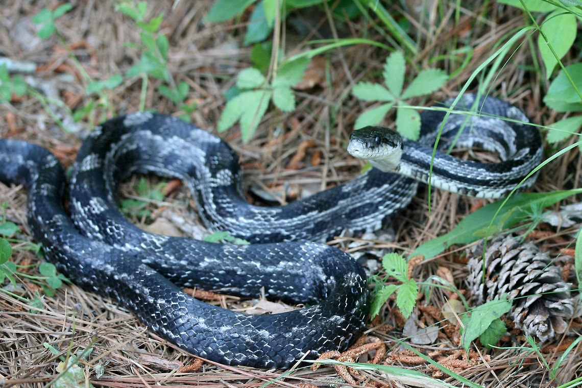 Gray Ratsnake (Pantherophis spiloides) Initially found &quot;playing dead&quot; on a dirt road. It didn&#039;t particularly like being moved from that location and got into striking position! Etowah County, AL, US. May 9, 2018.<br />
<br />
<figure class="photo"><a href="https://www.jungledragon.com/image/59975/gray_ratsnake_pantherophis_spiloides.html" title="Gray Ratsnake (Pantherophis spiloides)"><img src="https://s3.amazonaws.com/media.jungledragon.com/images/3231/59975_thumb.JPG?AWSAccessKeyId=05GMT0V3GWVNE7GGM1R2&Expires=1759968010&Signature=mDJOySDRWFZf7ElQTxMZoBEnaTU%3D" width="200" height="134" alt="Gray Ratsnake (Pantherophis spiloides) Initially found &quot;playing dead&quot; on a dirt road. It didn&#039;t particularly like being moved from that location and got into striking position! Etowah County, AL, US. May 9, 2018.<br />
https://www.jungledragon.com/image/59977/gray_ratsnake_pantherophis_spiloides.html<br />
https://www.jungledragon.com/image/59976/gray_ratsnake_pantherophis_spiloides.html Geotagged,Gray ratsnake,Pantherophis spiloides,Reptilia,Spring,United States,rat snake,reptile,snake" /></a></figure><br />
<figure class="photo"><a href="https://www.jungledragon.com/image/59976/gray_ratsnake_pantherophis_spiloides.html" title="Gray Ratsnake (Pantherophis spiloides)"><img src="https://s3.amazonaws.com/media.jungledragon.com/images/3231/59976_thumb.JPG?AWSAccessKeyId=05GMT0V3GWVNE7GGM1R2&Expires=1759968010&Signature=ruwkRoNjy%2BiGJBdbXJ56WxtE%2B5s%3D" width="200" height="134" alt="Gray Ratsnake (Pantherophis spiloides) Initially found &quot;playing dead&quot; on a dirt road. It didn&#039;t particularly like being moved from that location and got into striking position! Etowah County, AL, US. May 9, 2018.<br />
<br />
https://www.jungledragon.com/image/59975/gray_ratsnake_pantherophis_spiloides.html<br />
https://www.jungledragon.com/image/59977/gray_ratsnake_pantherophis_spiloides.html Geotagged,Gray ratsnake,Pantherophis spiloides,Spring,United States" /></a></figure> Geotagged,Gray ratsnake,Pantherophis spiloides,Spring,United States