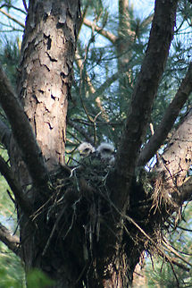 Red-tailed Hawk (Buteo jamaicensis)-Unfledged chicks Two unfledged red-tailed hawks in a large pine tree in NE Alabama (Etowah County), US. Buteo jamaicensis,Geotagged,Red-tailed hawk,Spring,United States