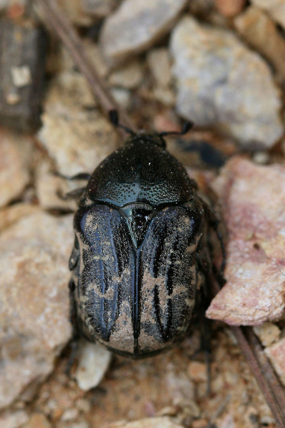 Dark Flower Scarab (Euphoria sepulcralis) On exposed soil/chert at the top of a ridge near a dense mixed hardwood/coniferous forest in NW Georgia (Gordon County), US.<br />
<figure class="photo"><a href="https://www.jungledragon.com/image/59994/dark_flower_scarab_euphoria_sepulcralis.html" title="Dark Flower Scarab (Euphoria sepulcralis)"><img src="https://s3.amazonaws.com/media.jungledragon.com/images/3231/59994_thumb.JPG?AWSAccessKeyId=05GMT0V3GWVNE7GGM1R2&Expires=1767225610&Signature=W8xLbviWU0Dk%2B%2FKvq9kgaFp9ZnA%3D" width="200" height="134" alt="Dark Flower Scarab (Euphoria sepulcralis) On exposed soil/chert at the top of a ridge near a dense mixed hardwood/coniferous forest in NW Georgia (Gordon County), US.<br />
https://www.jungledragon.com/image/59993/dark_flower_scarab_euphoria_sepulcralis.html Euphoria sepulcralis,Geotagged,Spring,United States" /></a></figure> Coleoptera,Euphoria sepulcralis,Geotagged,Scarab beetle,Spring,United States,beetle,scarab