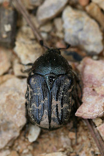Dark Flower Scarab (Euphoria sepulcralis) On exposed soil/chert at the top of a ridge near a dense mixed hardwood/coniferous forest in NW Georgia (Gordon County), US.
https://www.jungledragon.com/image/59994/dark_flower_scarab_euphoria_sepulcralis.html Coleoptera,Euphoria sepulcralis,Geotagged,Scarab beetle,Spring,United States,beetle,scarab