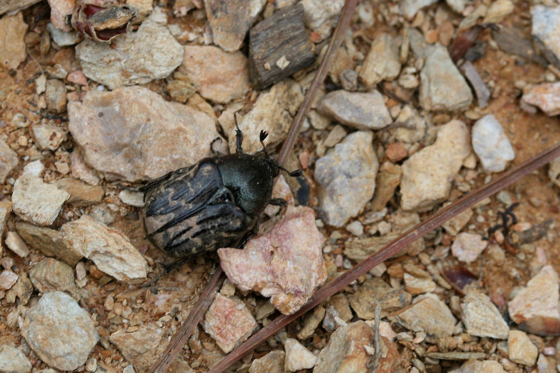 Dark Flower Scarab (Euphoria sepulcralis) On exposed soil/chert at the top of a ridge near a dense mixed hardwood/coniferous forest in NW Georgia (Gordon County), US.<br />
<figure class="photo"><a href="https://www.jungledragon.com/image/59993/dark_flower_scarab_euphoria_sepulcralis.html" title="Dark Flower Scarab (Euphoria sepulcralis)"><img src="https://s3.amazonaws.com/media.jungledragon.com/images/3231/59993_thumb.JPG?AWSAccessKeyId=05GMT0V3GWVNE7GGM1R2&Expires=1759968010&Signature=8uz2EkJKYcOjiqOp42h6wWtA50M%3D" width="102" height="152" alt="Dark Flower Scarab (Euphoria sepulcralis) On exposed soil/chert at the top of a ridge near a dense mixed hardwood/coniferous forest in NW Georgia (Gordon County), US.<br />
https://www.jungledragon.com/image/59994/dark_flower_scarab_euphoria_sepulcralis.html Coleoptera,Euphoria sepulcralis,Geotagged,Scarab beetle,Spring,United States,beetle,scarab" /></a></figure> Euphoria sepulcralis,Geotagged,Spring,United States