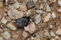 Dark Flower Scarab (Euphoria sepulcralis) On exposed soil/chert at the top of a ridge near a dense mixed hardwood/coniferous forest in NW Georgia (Gordon County), US.<br />
https://www.jungledragon.com/image/59993/dark_flower_scarab_euphoria_sepulcralis.html Euphoria sepulcralis,Geotagged,Spring,United States