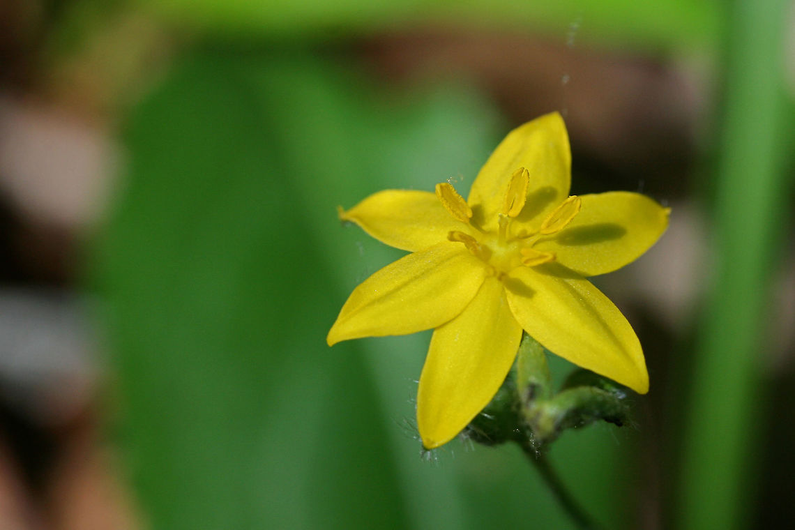 Yellow Star Grass (Hypoxis hirsuta) Growing on the side of a ridge in a dense mixed hardwood/coniferous forest in NW Georgia (Gordon County), US Geotagged,Hypoxis hirsuta,Spring,United States