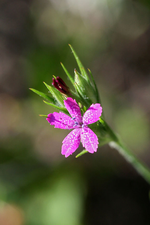 Deptford Pink (Dianthus armeria) Non-native pink flower growing on a sunny, rocky, well-drained hillside amongst other wildflowers. Deptford Pink,Dianthus armeria,Geotagged,Spring,United States