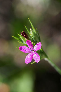 Deptford Pink (Dianthus armeria) Non-native pink flower growing on a sunny, rocky, well-drained hillside amongst other wildflowers. Deptford Pink,Dianthus armeria,Geotagged,Spring,United States