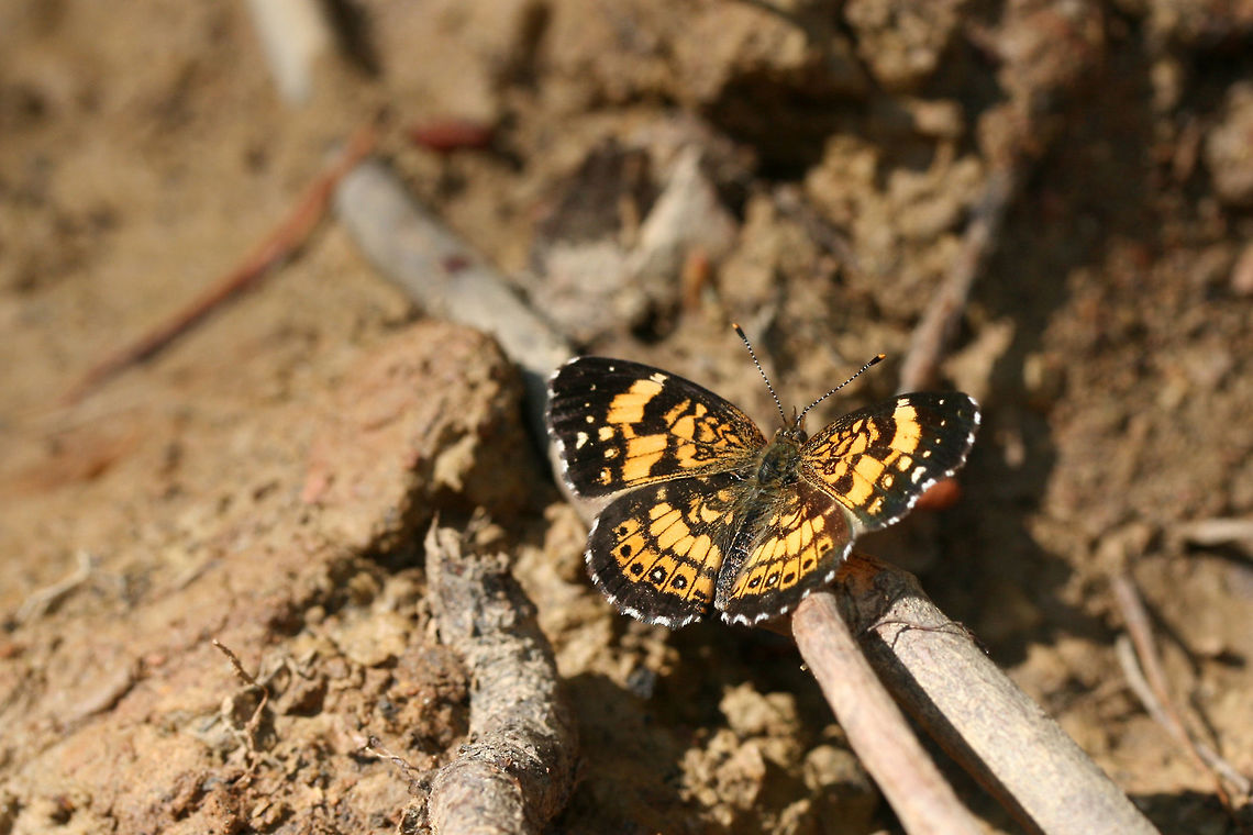 Silvery Checkerspot (Chlosyne nycteis) On a sunny dirt road in a clearing in a dense mixed hardwood/coniferous forest in NW Georgia (Gordon County), US.<br />
<figure class="photo"><a href="https://www.jungledragon.com/image/60008/silvery_checkerspot_chlosyne_nycteis.html" title="Silvery Checkerspot (Chlosyne nycteis)"><img src="https://s3.amazonaws.com/media.jungledragon.com/images/3231/60008_thumb.JPG?AWSAccessKeyId=05GMT0V3GWVNE7GGM1R2&Expires=1759968010&Signature=p%2BN7kzznIAGjYOZ8cxwhlL7Hj%2FM%3D" width="200" height="134" alt="Silvery Checkerspot (Chlosyne nycteis) On a sunny dirt road in a clearing in a dense mixed hardwood/coniferous forest in NW Georgia (Gordon County), US.<br />
https://www.jungledragon.com/image/60007/silvery_checkerspot_chlosyne_nycteis.html Chlosyne nycteis,Geotagged,Silvery checkerspot,Spring,United States" /></a></figure> Chlosyne nycteis,Geotagged,Lepidoptera,Silvery checkerspot,Spring,United States,butterfly