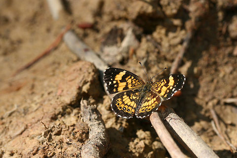 Silvery Checkerspot (Chlosyne nycteis) On a sunny dirt road in a clearing in a dense mixed hardwood/coniferous forest in NW Georgia (Gordon County), US.
https://www.jungledragon.com/image/60008/silvery_checkerspot_chlosyne_nycteis.html Chlosyne nycteis,Geotagged,Lepidoptera,Silvery checkerspot,Spring,United States,butterfly