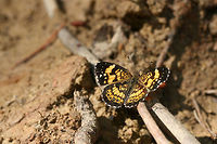 Silvery Checkerspot (Chlosyne nycteis) On a sunny dirt road in a clearing in a dense mixed hardwood/coniferous forest in NW Georgia (Gordon County), US.<br />
https://www.jungledragon.com/image/60008/silvery_checkerspot_chlosyne_nycteis.html Chlosyne nycteis,Geotagged,Lepidoptera,Silvery checkerspot,Spring,United States,butterfly