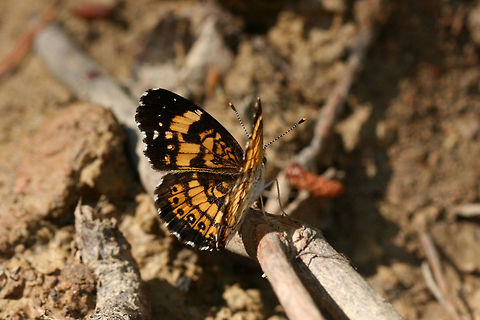 Silvery Checkerspot (Chlosyne nycteis) On a sunny dirt road in a clearing in a dense mixed hardwood/coniferous forest in NW Georgia (Gordon County), US.
https://www.jungledragon.com/image/60007/silvery_checkerspot_chlosyne_nycteis.html Chlosyne nycteis,Geotagged,Silvery checkerspot,Spring,United States