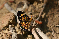 Silvery Checkerspot (Chlosyne nycteis) On a sunny dirt road in a clearing in a dense mixed hardwood/coniferous forest in NW Georgia (Gordon County), US.<br />
https://www.jungledragon.com/image/60007/silvery_checkerspot_chlosyne_nycteis.html Chlosyne nycteis,Geotagged,Silvery checkerspot,Spring,United States