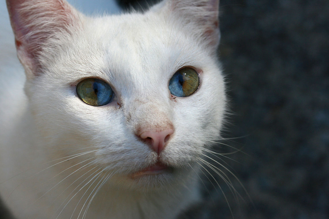 Domestic Cat with Sectoral Heterochromatism (Felis catus)- This lovely stray feline is exhibiting sectoral heterochromatism (or dichromatic eyes). The genes responsible for melanin production are the cause of this beautiful effect. It is most often seen in white or tuxedo-colored cats. This individual also exhibits deafness; white cats have a higher risk of genetic cochlear degeneration.<br />
<br />
Habitat:<br />
Back yard habitat in NW Georgia, US<br />
<figure class="photo"><a href="https://www.jungledragon.com/image/60016/domestic_cat_with_sectoral_heterochromatism_felis_catus-.html" title="Domestic Cat with Sectoral Heterochromatism (Felis catus)-"><img src="https://s3.amazonaws.com/media.jungledragon.com/images/3231/60016_thumb.JPG?AWSAccessKeyId=05GMT0V3GWVNE7GGM1R2&Expires=1759968010&Signature=3mcb3fxtB7mg1JC6DZ13ScfvBck%3D" width="200" height="134" alt="Domestic Cat with Sectoral Heterochromatism (Felis catus)- This lovely stray feline is exhibiting sectoral heterochromatism (or dichromatic eyes). The genes responsible for melanin production are the cause of this beautiful effect. It is most often seen in white or tuxedo-colored cats. This individual also exhibits deafness; white cats have a higher risk of genetic cochlear degeneration.<br />
<br />
Habitat:<br />
<br />
Backyard habitat in NW Georgia, US.<br />
<br />
https://www.jungledragon.com/image/60015/domestic_cat_with_sectoral_heterochromatism_felis_catus-.html Domestic cat,Fall,Felis catus,Geotagged,United States" /></a></figure> Domestic cat,Fall,Felis catus,Geotagged,United States