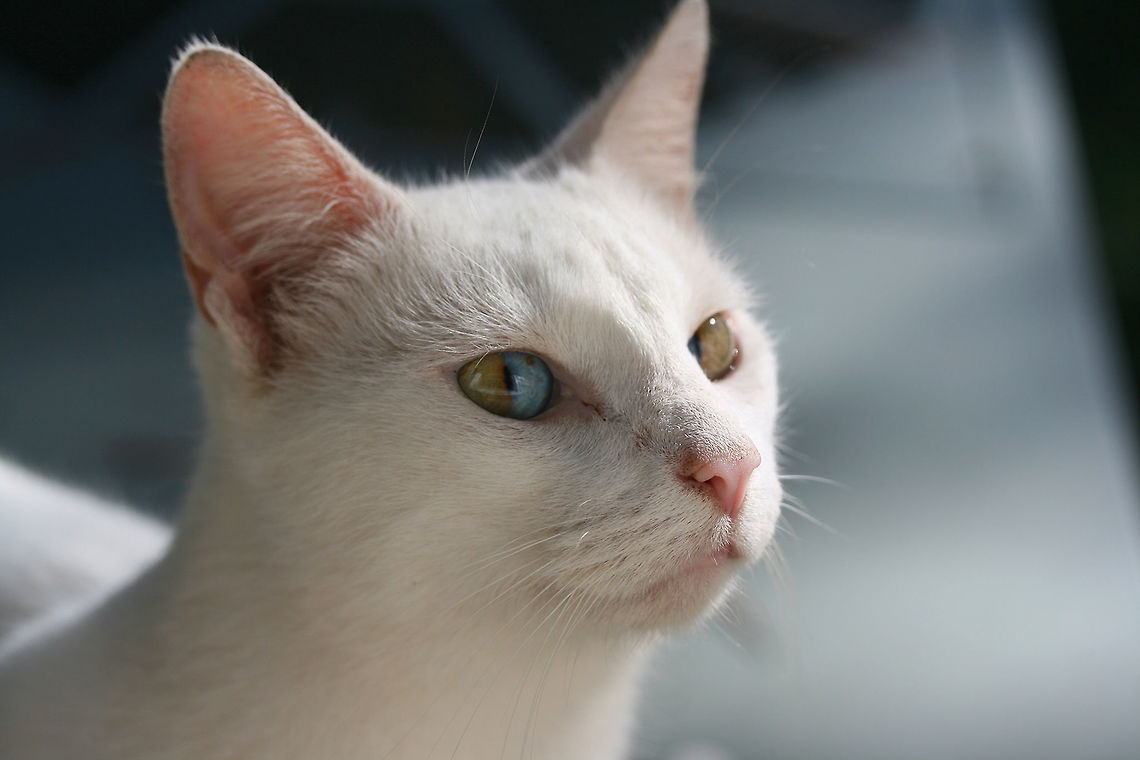 Domestic Cat with Sectoral Heterochromatism (Felis catus)- This lovely stray feline is exhibiting sectoral heterochromatism (or dichromatic eyes). The genes responsible for melanin production are the cause of this beautiful effect. It is most often seen in white or tuxedo-colored cats. This individual also exhibits deafness; white cats have a higher risk of genetic cochlear degeneration.<br />
<br />
Habitat:<br />
<br />
Backyard habitat in NW Georgia, US.<br />
<br />
<figure class="photo"><a href="https://www.jungledragon.com/image/60015/domestic_cat_with_sectoral_heterochromatism_felis_catus-.html" title="Domestic Cat with Sectoral Heterochromatism (Felis catus)-"><img src="https://s3.amazonaws.com/media.jungledragon.com/images/3231/60015_thumb.JPG?AWSAccessKeyId=05GMT0V3GWVNE7GGM1R2&Expires=1759968010&Signature=GbthaiHncywGvqWfo6btFq3bo7g%3D" width="200" height="134" alt="Domestic Cat with Sectoral Heterochromatism (Felis catus)- This lovely stray feline is exhibiting sectoral heterochromatism (or dichromatic eyes). The genes responsible for melanin production are the cause of this beautiful effect. It is most often seen in white or tuxedo-colored cats. This individual also exhibits deafness; white cats have a higher risk of genetic cochlear degeneration.<br />
<br />
Habitat:<br />
Back yard habitat in NW Georgia, US<br />
https://www.jungledragon.com/image/60016/domestic_cat_with_sectoral_heterochromatism_felis_catus-.html Domestic cat,Fall,Felis catus,Geotagged,United States" /></a></figure> Domestic cat,Fall,Felis catus,Geotagged,United States