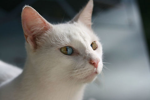 Domestic Cat with Sectoral Heterochromatism (Felis catus)- This lovely stray feline is exhibiting sectoral heterochromatism (or dichromatic eyes). The genes responsible for melanin production are the cause of this beautiful effect. It is most often seen in white or tuxedo-colored cats. This individual also exhibits deafness; white cats have a higher risk of genetic cochlear degeneration.

Habitat:

Backyard habitat in NW Georgia, US.

https://www.jungledragon.com/image/60015/domestic_cat_with_sectoral_heterochromatism_felis_catus-.html Domestic cat,Fall,Felis catus,Geotagged,United States
