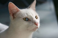 Domestic Cat with Sectoral Heterochromatism (Felis catus)- This lovely stray feline is exhibiting sectoral heterochromatism (or dichromatic eyes). The genes responsible for melanin production are the cause of this beautiful effect. It is most often seen in white or tuxedo-colored cats. This individual also exhibits deafness; white cats have a higher risk of genetic cochlear degeneration.<br />
<br />
Habitat:<br />
<br />
Backyard habitat in NW Georgia, US.<br />
<br />
https://www.jungledragon.com/image/60015/domestic_cat_with_sectoral_heterochromatism_felis_catus-.html Domestic cat,Fall,Felis catus,Geotagged,United States