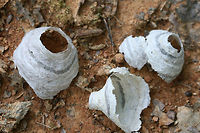 Bald-faced Hornet nests (Dolichovespula maculata) Delicate pieces of wasp nests which had fallen from treetops in a dense mixed hardwood/coniferous forest in NW Georgia (Gordon County), US. <br />
<br />
These nests can be differentiated from other wasp nests as Dolichovespula maculata is the only species which builds an entrance tube. <br />
<br />
EDIT: EDIT:<br />
I recently learned that these are actually aborted "queen nests." These are a result of queens being predated or meeting an untimely death.These tattered nests were likely destroyed in their early stages via predation.<br />
https://www.jungledragon.com/image/60026/bald-faced_hornet_nests_dolichovespula_maculata.html Bald-faced hornet,Dolichovespula maculata,Geotagged,Spring,United States