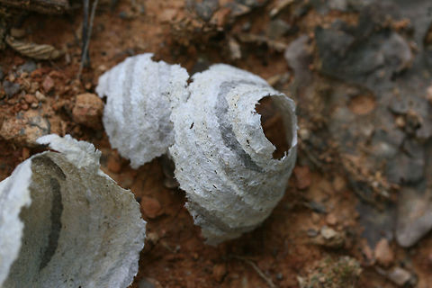Bald-faced Hornet nests (Dolichovespula maculata) Delicate pieces of wasp nests which had fallen from treetops in a dense mixed hardwood/coniferous forest in NW Georgia (Gordon County), US. These nests can be differentiated from other wasp nests as Dolichovespula maculata is the only species which builds an entrance tube. 

EDIT:
I recently learned that these are actually aborted "queen nests." These are a result of queens being predated or meeting an untimely death. These tattered nests were likely destroyed in their early stages via predation.
https://www.jungledragon.com/image/60025/bald-faced_hornet_nests_dolichovespula_maculata.html Bald-faced hornet,Dolichovespula maculata,Geotagged,Spring,United States