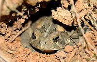 American Toad - (Anaxyrus americanus) Sitting comfortably in a burrow on a hillside in a dense mixed hardwood/coniferous forest in NW Georgia (Gordon County), US. Near vernal pools on a dirt road.<br />
https://www.jungledragon.com/image/60043/american_toad_-_anaxyrus_americanus.html American toad,Anaxyrus americanus,Geotagged,Spring,United States