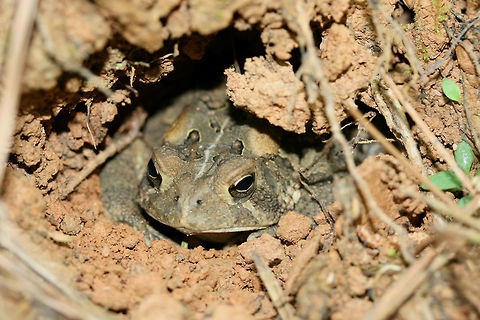 American Toad - (Anaxyrus americanus) Sitting comfortably in a burrow on a hillside in a dense mixed hardwood/coniferous forest in NW Georgia (Gordon County), US. Near vernal pools on a dirt road.
https://www.jungledragon.com/image/60042/american_toad_-_anaxyrus_americanus.html American toad,Anaxyrus americanus,Geotagged,Spring,United States