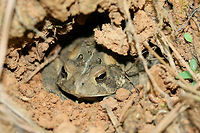 American Toad - (Anaxyrus americanus) Sitting comfortably in a burrow on a hillside in a dense mixed hardwood/coniferous forest in NW Georgia (Gordon County), US. Near vernal pools on a dirt road.<br />
https://www.jungledragon.com/image/60042/american_toad_-_anaxyrus_americanus.html American toad,Anaxyrus americanus,Geotagged,Spring,United States