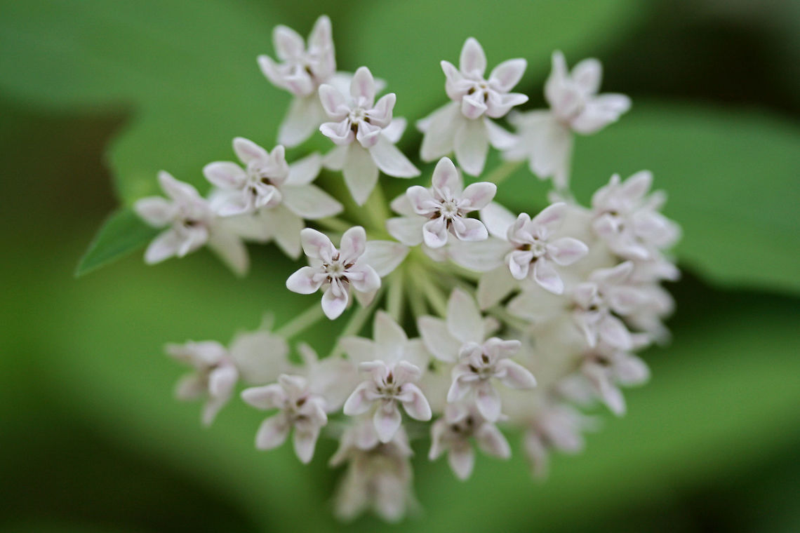 Four-leaved Milkweed (Asclepias quadrifolia) Growing in a highly shaded area at the top of a ridge in a mixed hardwood/coniferous forest in NW Georgia (Gordon County), US.<br />
<figure class="photo"><a href="https://www.jungledragon.com/image/60045/four-leaved_milkweed_asclepias_quadrifolia.html" title="Four-leaved Milkweed (Asclepias quadrifolia)"><img src="https://s3.amazonaws.com/media.jungledragon.com/images/3231/60045_thumb.JPG?AWSAccessKeyId=05GMT0V3GWVNE7GGM1R2&Expires=1767225610&Signature=btEfJgGpmjYSwKBbKy%2FJlWsdkEQ%3D" width="200" height="134" alt="Four-leaved Milkweed (Asclepias quadrifolia) Growing in a highly shaded area at the top of a ridge in a mixed hardwood/coniferous forest in NW Georgia (Gordon County), US.<br />
https://www.jungledragon.com/image/60044/four-leaved_milkweed_asclepias_quadrifolia.html Asclepias quadrifolia,Geotagged,Spring,United States" /></a></figure> Asclepias quadrifolia,Geotagged,Spring,United States