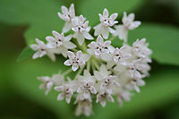 Four-leaved Milkweed (Asclepias quadrifolia) Growing in a highly shaded area at the top of a ridge in a mixed hardwood/coniferous forest in NW Georgia (Gordon County), US.<br />
https://www.jungledragon.com/image/60045/four-leaved_milkweed_asclepias_quadrifolia.html Asclepias quadrifolia,Geotagged,Spring,United States