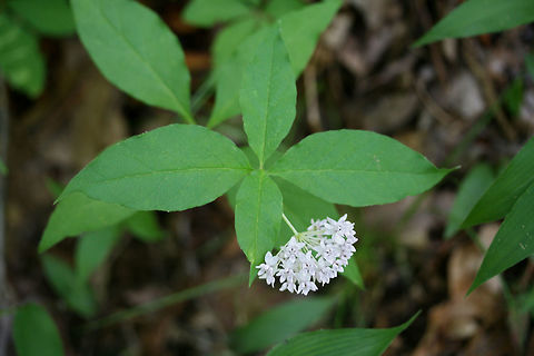Four-leaved Milkweed (Asclepias quadrifolia) Growing in a highly shaded area at the top of a ridge in a mixed hardwood/coniferous forest in NW Georgia (Gordon County), US.
https://www.jungledragon.com/image/60044/four-leaved_milkweed_asclepias_quadrifolia.html Asclepias quadrifolia,Geotagged,Spring,United States