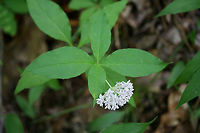 Four-leaved Milkweed (Asclepias quadrifolia) Growing in a highly shaded area at the top of a ridge in a mixed hardwood/coniferous forest in NW Georgia (Gordon County), US.<br />
https://www.jungledragon.com/image/60044/four-leaved_milkweed_asclepias_quadrifolia.html Asclepias quadrifolia,Geotagged,Spring,United States
