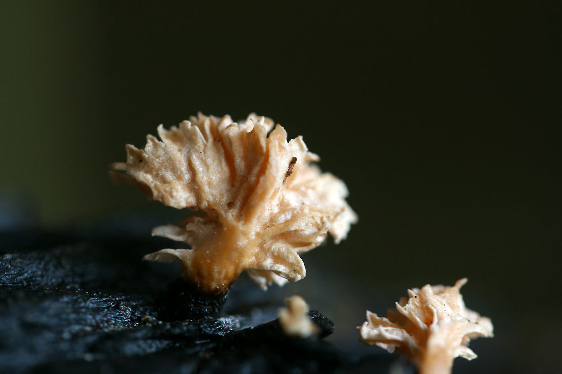 Xylaria cubensis anamorphs Xylaria cubensis anamorphs on rotting wood at the edge of a dense mixed hardwood/coniferous forest in NW Georgia (Gordon County), US.<br />
<br />
Note: This species was previously known as Xylocoremium flabelliforme. Fungi,Geotagged,Spring,United States,Xylaria,Xylaria cubensis,anamorphs,fungus