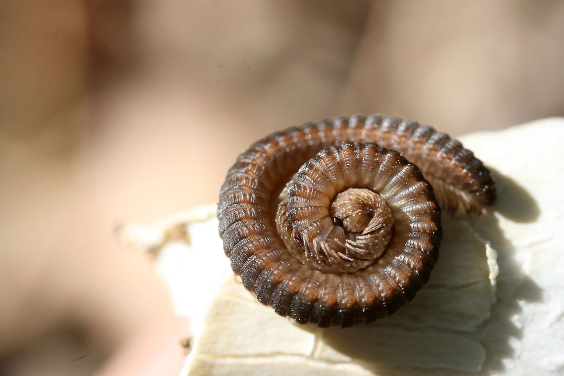 Crested Millipede (Abacion sp.) In leaf litter in a dense mixed hardwood/coniferous forest in NW Georgia (Gordon County), US. Diplopoda,Geotagged,Millipede,Spring,United States,abacion,crested millipede