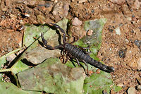 Southern Devil Scorpion (Vaejovis carolinianus) Scorpion hiding in an old, broken television that was tossed on the side of a dirt road (my husband and I were cleaning up the mess) in a dense mixed hardwood/coniferous forest in NW Georgia (Gordon County), US. April 28, 2018.<br />
https://www.jungledragon.com/image/60049/southern_devil_scorpion_vaejovis_carolinianus.html Geotagged,Spring,United States,Vaejovis carolinianus,scorpion,vaejovidae,vaejovis