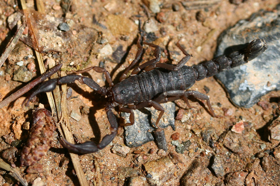 Southern Devil Scorpion (Vaejovis carolinianus) Scorpion hiding in an old, broken television that was tossed on the side of a dirt road (my husband and I were cleaning up the mess) in a dense mixed hardwood/coniferous forest in NW Georgia (Gordon County), US. April 28, 2018.<br />
<figure class="photo"><a href="https://www.jungledragon.com/image/60048/southern_devil_scorpion_vaejovis_carolinianus.html" title="Southern Devil Scorpion (Vaejovis carolinianus)"><img src="https://s3.amazonaws.com/media.jungledragon.com/images/3231/60048_thumb.JPG?AWSAccessKeyId=05GMT0V3GWVNE7GGM1R2&Expires=1759968010&Signature=hDKJXjo1x1WM%2BDnowFruP3tOG24%3D" width="200" height="134" alt="Southern Devil Scorpion (Vaejovis carolinianus) Scorpion hiding in an old, broken television that was tossed on the side of a dirt road (my husband and I were cleaning up the mess) in a dense mixed hardwood/coniferous forest in NW Georgia (Gordon County), US. April 28, 2018.<br />
https://www.jungledragon.com/image/60049/southern_devil_scorpion_vaejovis_carolinianus.html Geotagged,Spring,United States,Vaejovis carolinianus,scorpion,vaejovidae,vaejovis" /></a></figure> Geotagged,Spring,United States,Vaejovis carolinianus
