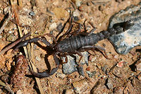 Southern Devil Scorpion (Vaejovis carolinianus) Scorpion hiding in an old, broken television that was tossed on the side of a dirt road (my husband and I were cleaning up the mess) in a dense mixed hardwood/coniferous forest in NW Georgia (Gordon County), US. April 28, 2018.<br />
https://www.jungledragon.com/image/60048/southern_devil_scorpion_vaejovis_carolinianus.html Geotagged,Spring,United States,Vaejovis carolinianus