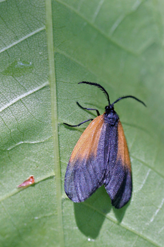 Orange-patched Smoky Moth (Pyromorpha dimidiata) Leaf skeletonizer moth on a leaf in a dense mixed hardwood/coniferous forest in NW Georgia (Gordon County), US.<br />
<figure class="photo"><a href="https://www.jungledragon.com/image/60051/orange-patched_smoky_moth_pyromorpha_dimidiata.html" title="Orange-patched Smoky Moth (Pyromorpha dimidiata)"><img src="https://s3.amazonaws.com/media.jungledragon.com/images/3231/60051_thumb.JPG?AWSAccessKeyId=05GMT0V3GWVNE7GGM1R2&Expires=1759968010&Signature=DVOmApzS%2BsTb4g6cD96ldJbbc%2Fs%3D" width="200" height="134" alt="Orange-patched Smoky Moth (Pyromorpha dimidiata) Leaf skeletonizer moth on a leaf in a dense mixed hardwood/coniferous forest in NW Georgia (Gordon County), US.<br />
https://www.jungledragon.com/image/60050/orange-patched_smoky_moth_pyromorpha_dimidiata.html Geotagged,Pyromorpha dimidiata,Spring,United States,insect,insecta,lepidoptera,moth" /></a></figure> Geotagged,Moth Week 2018,Pyromorpha dimidiata,Spring,United States,insect,insecta,lepidoptera,moth,moths