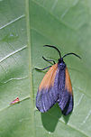 Orange-patched Smoky Moth (Pyromorpha dimidiata) Leaf skeletonizer moth on a leaf in a dense mixed hardwood/coniferous forest in NW Georgia (Gordon County), US.<br />
https://www.jungledragon.com/image/60051/orange-patched_smoky_moth_pyromorpha_dimidiata.html Geotagged,Moth Week 2018,Pyromorpha dimidiata,Spring,United States,insect,insecta,lepidoptera,moth,moths