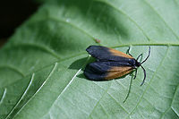 Orange-patched Smoky Moth (Pyromorpha dimidiata) Leaf skeletonizer moth on a leaf in a dense mixed hardwood/coniferous forest in NW Georgia (Gordon County), US.<br />
https://www.jungledragon.com/image/60050/orange-patched_smoky_moth_pyromorpha_dimidiata.html Geotagged,Pyromorpha dimidiata,Spring,United States,insect,insecta,lepidoptera,moth