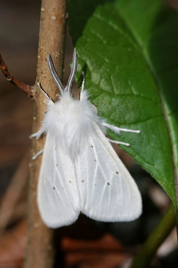 Tiger Moth - Spilosoma sp. Perched on an unknown plant at the base of a ridge in a dense mixed hardwood/coniferous forest in NW Georgia (Gordon County), US.<br />
<br />
Either S. virginica or S. congrua (likely the latter). Without photos of the upper abdomen, I am unable to tell! I need to start carrying my net with me! <br />
<figure class="photo"><a href="https://www.jungledragon.com/image/60054/tiger_moth_-_spilosoma_sp.html" title="Tiger Moth - Spilosoma sp."><img src="https://s3.amazonaws.com/media.jungledragon.com/images/3231/60054_thumb.JPG?AWSAccessKeyId=05GMT0V3GWVNE7GGM1R2&Expires=1767225610&Signature=3jzwn6yIy9qZsVcELMVbgtXmC6E%3D" width="200" height="200" alt="Tiger Moth - Spilosoma sp. Perched on an unknown plant at the base of a ridge in a dense mixed hardwood/coniferous forest in NW Georgia (Gordon County), US.<br />
<br />
Either S. virginica or S. congrua (likely the latter). Without photos of the upper abdomen, I am unable to tell! I need to start carrying my net with me!<br />
https://www.jungledragon.com/image/60053/tiger_moth_-_spilosoma_sp.html Geotagged,Spring,United States,insect,insecta,lepidoptera,moth,spilosoma,tiger moth" /></a></figure> Geotagged,Moth Week 2018,Spring,United States,insect,insecta,lepidoptera,moth,moths,spilosoma,tiger moth