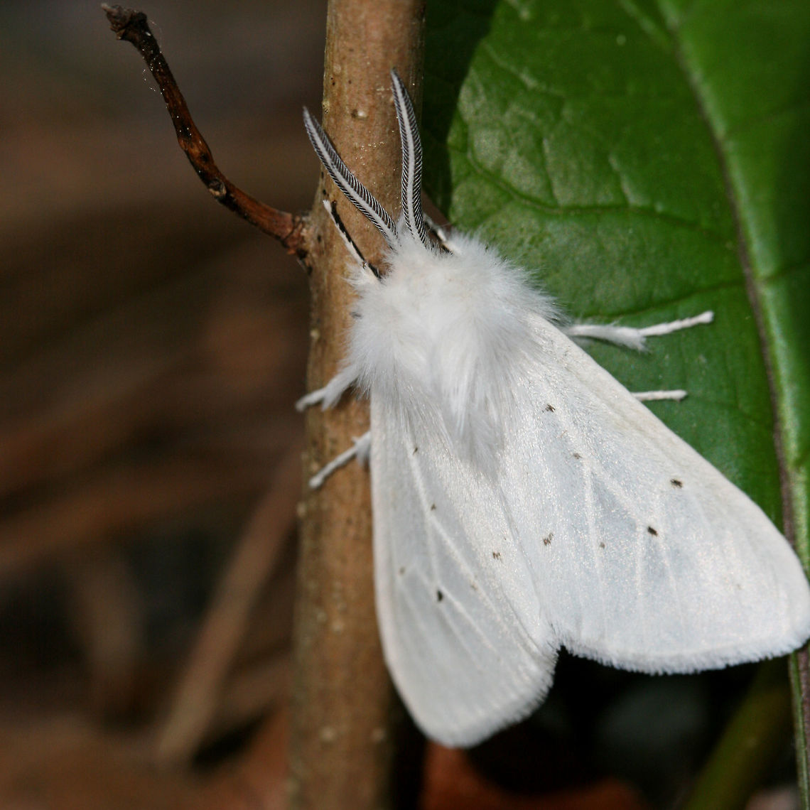 Tiger Moth - Spilosoma sp. Perched on an unknown plant at the base of a ridge in a dense mixed hardwood/coniferous forest in NW Georgia (Gordon County), US.<br />
<br />
Either S. virginica or S. congrua (likely the latter). Without photos of the upper abdomen, I am unable to tell! I need to start carrying my net with me!<br />
<figure class="photo"><a href="https://www.jungledragon.com/image/60053/tiger_moth_-_spilosoma_sp.html" title="Tiger Moth - Spilosoma sp."><img src="https://s3.amazonaws.com/media.jungledragon.com/images/3231/60053_thumb.JPG?AWSAccessKeyId=05GMT0V3GWVNE7GGM1R2&Expires=1759968010&Signature=HdXh4fmROKJL7mzngU1o8cjBWng%3D" width="102" height="152" alt="Tiger Moth - Spilosoma sp. Perched on an unknown plant at the base of a ridge in a dense mixed hardwood/coniferous forest in NW Georgia (Gordon County), US.<br />
<br />
Either S. virginica or S. congrua (likely the latter). Without photos of the upper abdomen, I am unable to tell! I need to start carrying my net with me! <br />
https://www.jungledragon.com/image/60054/tiger_moth_-_spilosoma_sp.html Geotagged,Moth Week 2018,Spring,United States,insect,insecta,lepidoptera,moth,moths,spilosoma,tiger moth" /></a></figure> Geotagged,Spring,United States,insect,insecta,lepidoptera,moth,spilosoma,tiger moth