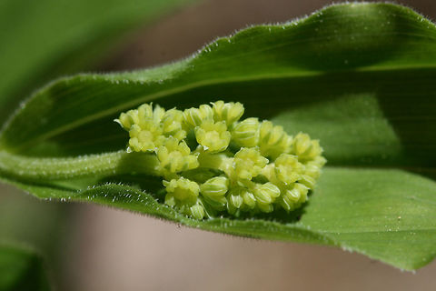 False Solomon's-Seal (Maianthemum racemosum) On the side of a sunny ridge at the edge of a dense mixed hardwood/coniferous forest in NW Georgia (Gordon County), US.
https://www.jungledragon.com/image/60056/false_solomons-seal_maianthemum_racemosum.html
https://www.jungledragon.com/image/60057/false_solomons-seal_maianthemum_racemosum.html Feathery false lily of the valley,Geotagged,Maianthemum racemosum,Spring,United States