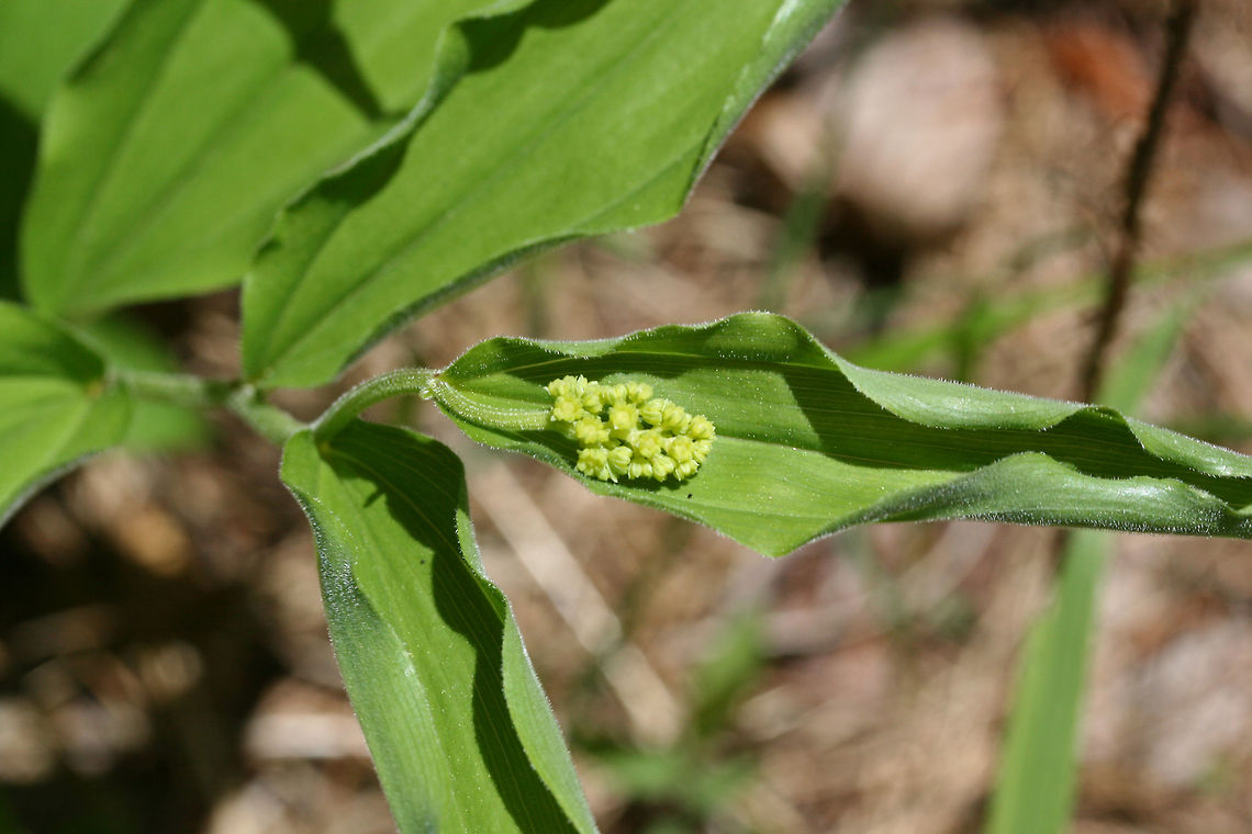 False Solomon's-Seal (Maianthemum racemosum) On the side of a sunny ridge at the edge of a dense mixed hardwood/coniferous forest in NW Georgia (Gordon County), US.<br />
<figure class="photo"><a href="https://www.jungledragon.com/image/60055/false_solomons-seal_maianthemum_racemosum.html" title="False Solomon&#039;s-Seal (Maianthemum racemosum)"><img src="https://s3.amazonaws.com/media.jungledragon.com/images/3231/60055_thumb.JPG?AWSAccessKeyId=05GMT0V3GWVNE7GGM1R2&Expires=1767225610&Signature=l%2FilPUtF%2Fsp4OxhgS34%2Fk%2B7UT2M%3D" width="200" height="134" alt="False Solomon&#039;s-Seal (Maianthemum racemosum) On the side of a sunny ridge at the edge of a dense mixed hardwood/coniferous forest in NW Georgia (Gordon County), US.<br />
https://www.jungledragon.com/image/60056/false_solomons-seal_maianthemum_racemosum.html<br />
https://www.jungledragon.com/image/60057/false_solomons-seal_maianthemum_racemosum.html Feathery false lily of the valley,Geotagged,Maianthemum racemosum,Spring,United States" /></a></figure><br />
<figure class="photo"><a href="https://www.jungledragon.com/image/60057/false_solomons-seal_maianthemum_racemosum.html" title="False Solomon&#039;s-Seal (Maianthemum racemosum)"><img src="https://s3.amazonaws.com/media.jungledragon.com/images/3231/60057_thumb.JPG?AWSAccessKeyId=05GMT0V3GWVNE7GGM1R2&Expires=1767225610&Signature=x5aNSpH1JJVjm3MoFEL%2BEby01go%3D" width="102" height="152" alt="False Solomon&#039;s-Seal (Maianthemum racemosum) On the side of a sunny ridge at the edge of a dense mixed hardwood/coniferous forest in NW Georgia (Gordon County), US.<br />
https://www.jungledragon.com/image/60056/false_solomons-seal_maianthemum_racemosum.html<br />
https://www.jungledragon.com/image/60055/false_solomons-seal_maianthemum_racemosum.html Feathery false lily of the valley,Geotagged,Maianthemum racemosum,Spring,United States" /></a></figure> Feathery false lily of the valley,Geotagged,Maianthemum racemosum,Spring,United States