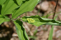 False Solomon's-Seal (Maianthemum racemosum) On the side of a sunny ridge at the edge of a dense mixed hardwood/coniferous forest in NW Georgia (Gordon County), US.<br />
https://www.jungledragon.com/image/60055/false_solomons-seal_maianthemum_racemosum.html<br />
https://www.jungledragon.com/image/60057/false_solomons-seal_maianthemum_racemosum.html Feathery false lily of the valley,Geotagged,Maianthemum racemosum,Spring,United States