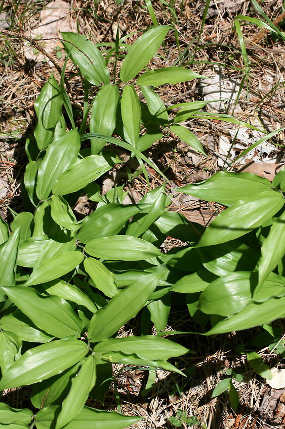 False Solomon's-Seal (Maianthemum racemosum) On the side of a sunny ridge at the edge of a dense mixed hardwood/coniferous forest in NW Georgia (Gordon County), US.<br />
<figure class="photo"><a href="https://www.jungledragon.com/image/60056/false_solomons-seal_maianthemum_racemosum.html" title="False Solomon&#039;s-Seal (Maianthemum racemosum)"><img src="https://s3.amazonaws.com/media.jungledragon.com/images/3231/60056_thumb.JPG?AWSAccessKeyId=05GMT0V3GWVNE7GGM1R2&Expires=1767225610&Signature=CT3hVubRKaBE0BP6OYg991mcC%2B8%3D" width="200" height="134" alt="False Solomon&#039;s-Seal (Maianthemum racemosum) On the side of a sunny ridge at the edge of a dense mixed hardwood/coniferous forest in NW Georgia (Gordon County), US.<br />
https://www.jungledragon.com/image/60055/false_solomons-seal_maianthemum_racemosum.html<br />
https://www.jungledragon.com/image/60057/false_solomons-seal_maianthemum_racemosum.html Feathery false lily of the valley,Geotagged,Maianthemum racemosum,Spring,United States" /></a></figure><br />
<figure class="photo"><a href="https://www.jungledragon.com/image/60055/false_solomons-seal_maianthemum_racemosum.html" title="False Solomon&#039;s-Seal (Maianthemum racemosum)"><img src="https://s3.amazonaws.com/media.jungledragon.com/images/3231/60055_thumb.JPG?AWSAccessKeyId=05GMT0V3GWVNE7GGM1R2&Expires=1767225610&Signature=l%2FilPUtF%2Fsp4OxhgS34%2Fk%2B7UT2M%3D" width="200" height="134" alt="False Solomon&#039;s-Seal (Maianthemum racemosum) On the side of a sunny ridge at the edge of a dense mixed hardwood/coniferous forest in NW Georgia (Gordon County), US.<br />
https://www.jungledragon.com/image/60056/false_solomons-seal_maianthemum_racemosum.html<br />
https://www.jungledragon.com/image/60057/false_solomons-seal_maianthemum_racemosum.html Feathery false lily of the valley,Geotagged,Maianthemum racemosum,Spring,United States" /></a></figure> Feathery false lily of the valley,Geotagged,Maianthemum racemosum,Spring,United States