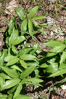 False Solomon's-Seal (Maianthemum racemosum) On the side of a sunny ridge at the edge of a dense mixed hardwood/coniferous forest in NW Georgia (Gordon County), US.
https://www.jungledragon.com/image/60056/false_solomons-seal_maianthemum_racemosum.html
https://www.jungledragon.com/image/60055/false_solomons-seal_maianthemum_racemosum.html Feathery false lily of the valley,Geotagged,Maianthemum racemosum,Spring,United States