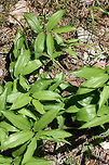 False Solomon's-Seal (Maianthemum racemosum) On the side of a sunny ridge at the edge of a dense mixed hardwood/coniferous forest in NW Georgia (Gordon County), US.<br />
https://www.jungledragon.com/image/60056/false_solomons-seal_maianthemum_racemosum.html<br />
https://www.jungledragon.com/image/60055/false_solomons-seal_maianthemum_racemosum.html Feathery false lily of the valley,Geotagged,Maianthemum racemosum,Spring,United States