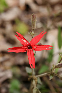 Fire Pink (Silene virginica) Growing at the base of a shaded ridge at the edge of a dense mixed hardwood/coniferous forest in NW Georgia (Gordon County), US.

Fire Pinks (also known as Scarlet Catchflies), are colorful wildflowers within the Carnation family. The common name refers to the notched shape at the end of its petals. Interestingly, S. virginica also has a slightly pubescent and sticky stalk which may trap insects (thus the latter common name). 

Silene virginica populations are, unfortunately, dropping. It is considered threatened in Michigan and near endangered in Florida and Wisconsin. 
https://www.jungledragon.com/image/60059/fire_pink_silene_virginica.html Fire pink,Geotagged,Silene virginica,Spring,United States,Wildflowers,flower